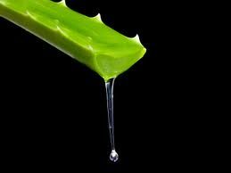 aloe_vera_images.jpg