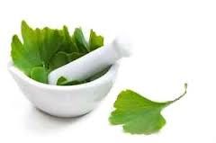 ginkgo_biloba_2_images.jpg