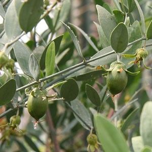 jojoba_olaj_bio.jpeg