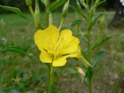 parlagi-ligetszepe.jpg