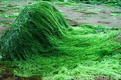 spirulina1.jpg